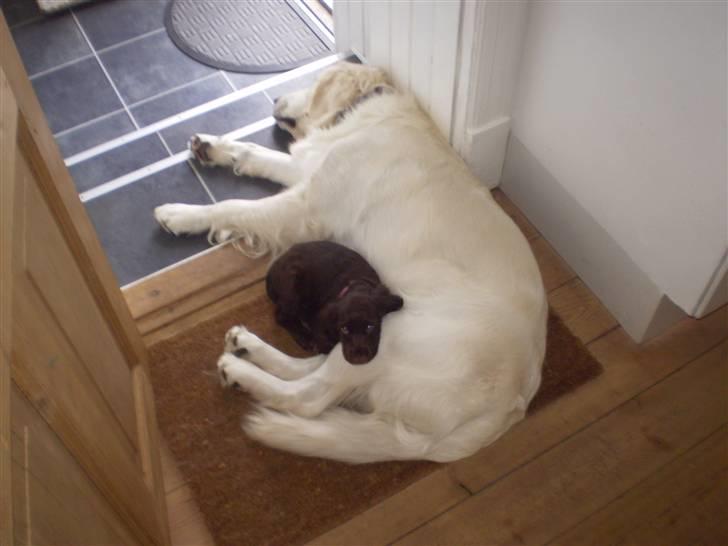 Cocker spaniel Sille billede 5