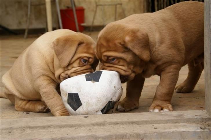 Dogue de bordeaux Ikaros R.I.P. billede 4