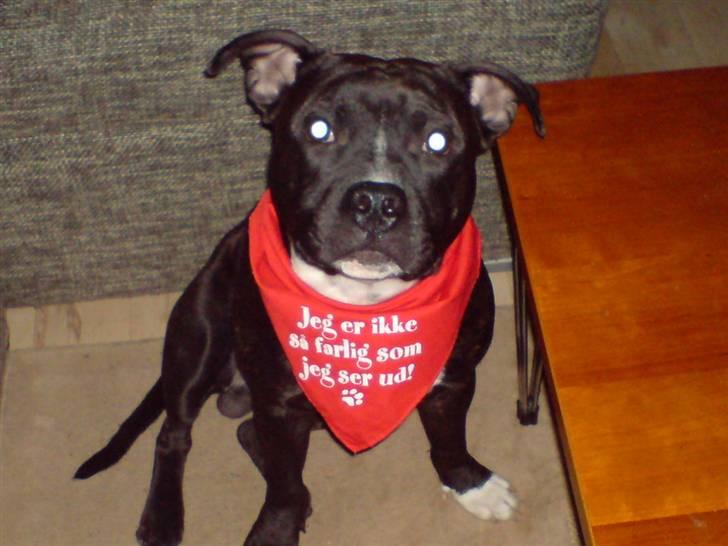 Staffordshire bull terrier Louis >den lille mus< R.i.P 5/6 2016 - Jeg er ikke så farlig hahahahaha vuf billede 7