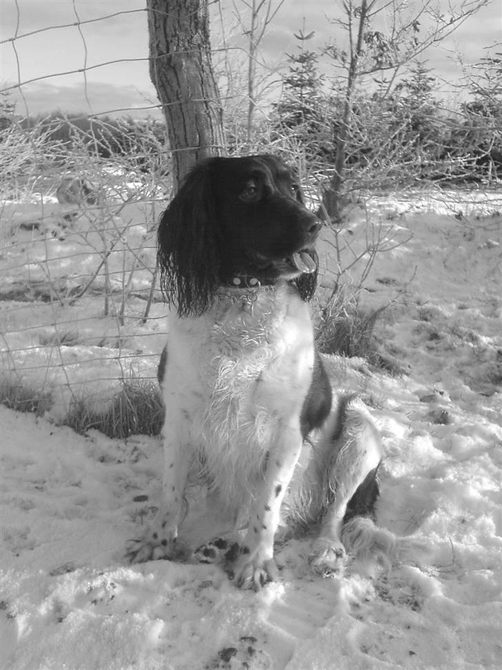 Engelsk springer spaniel stella - En dag uden i skoven billede 1