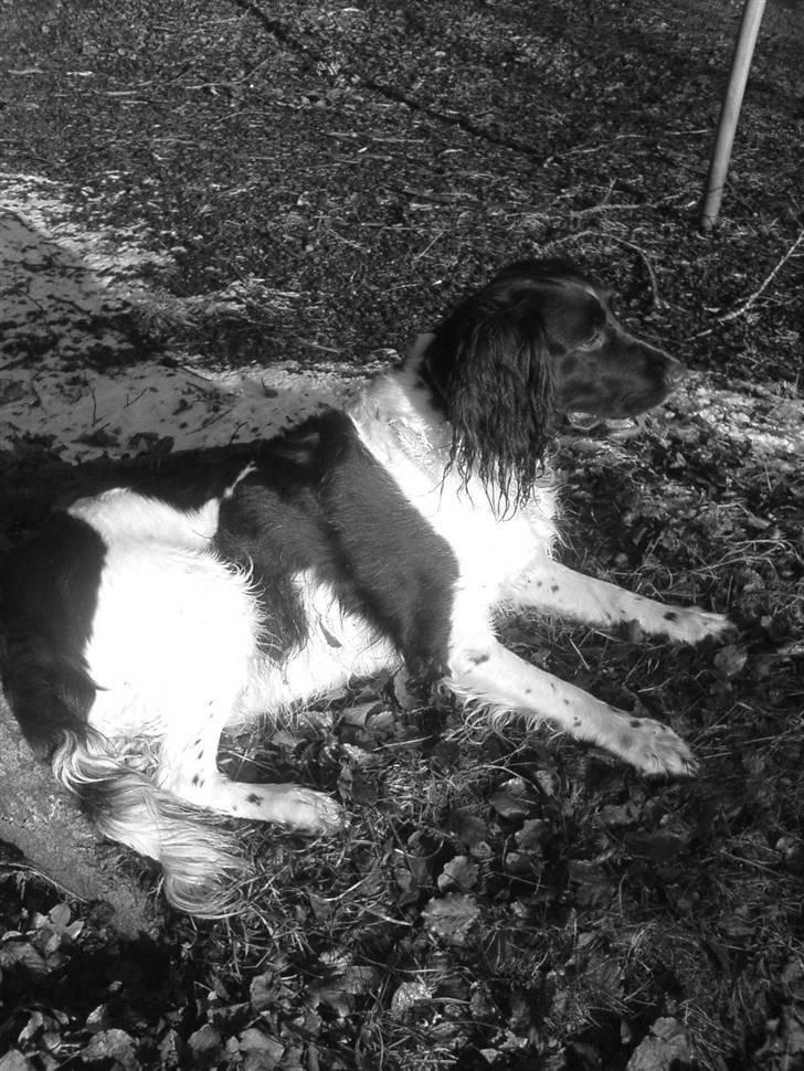 Engelsk springer spaniel stella billede 2