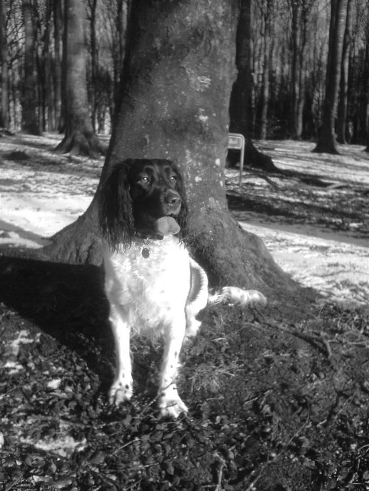 Engelsk springer spaniel stella billede 3