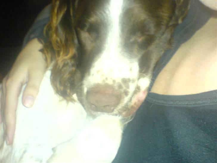 Engelsk springer spaniel stella - Stellas nye ven basse billede 4