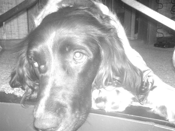 Engelsk springer spaniel stella - stella der er lidt træt billede 5