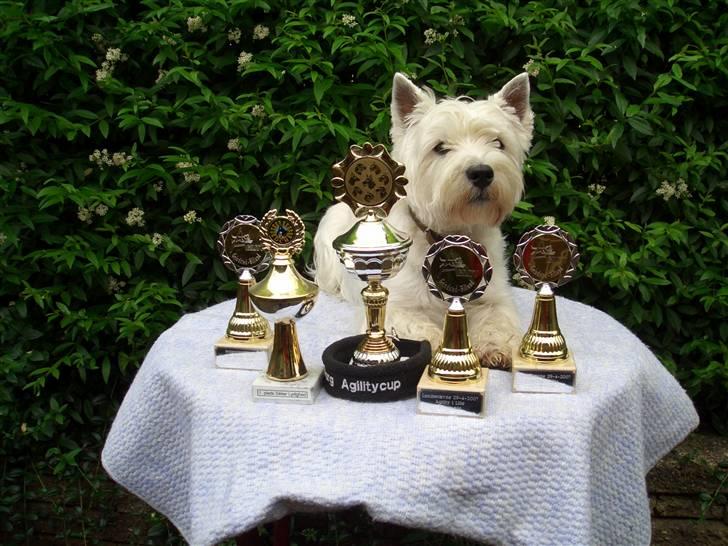 West highland white terrier Jack - så er vi klar ti DM i langeskov billede 15