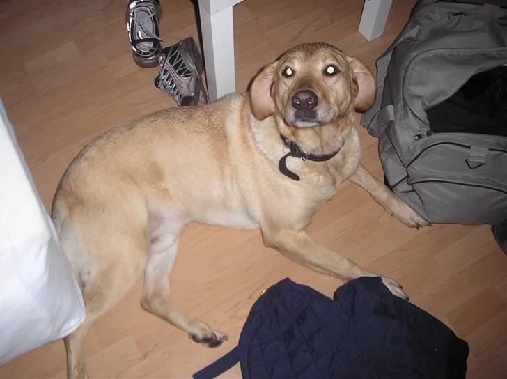 Labrador retriever Laurs RIP billede 9