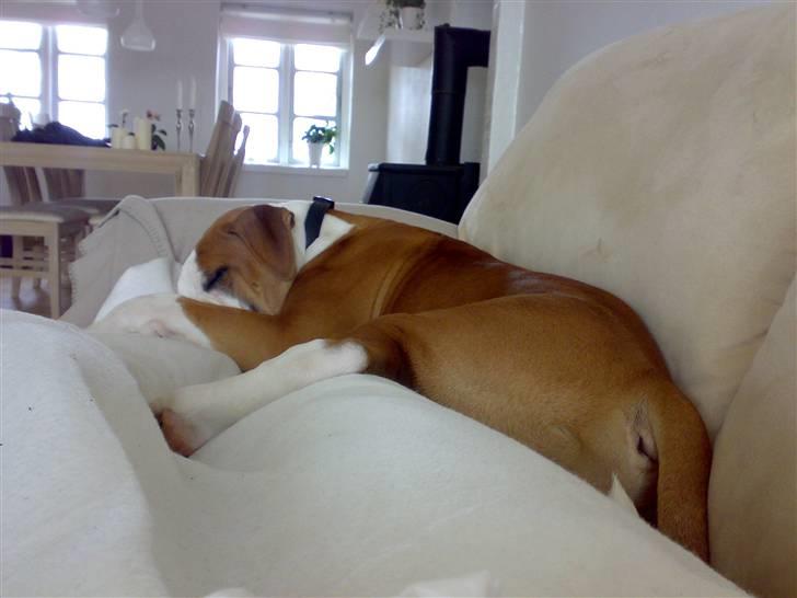 Amerikansk bulldog - ABO's Kenzo billede 14