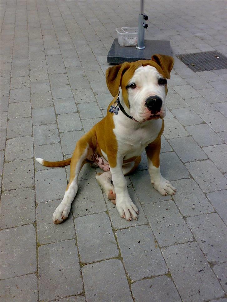 Amerikansk bulldog - ABO's Kenzo billede 15