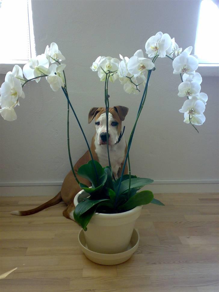 Amerikansk bulldog - ABO's Kenzo billede 16