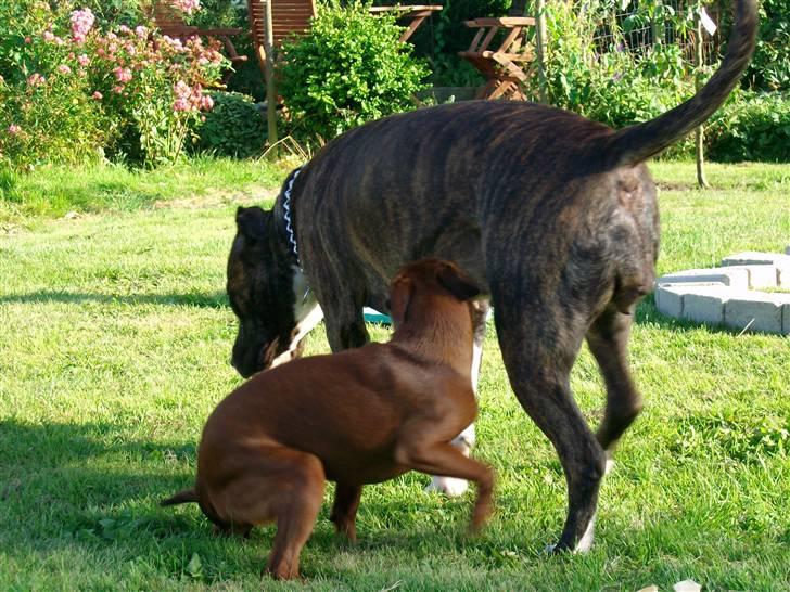 Amerikansk staffordshire terrier Zia - Alvis ved godt hvem der bestemmer .. ;) billede 3