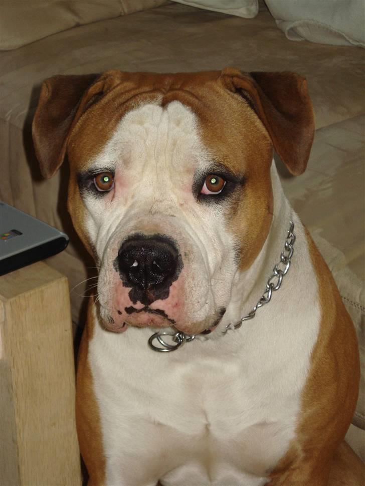 Amerikansk bulldog - ABO's Kenzo billede 17