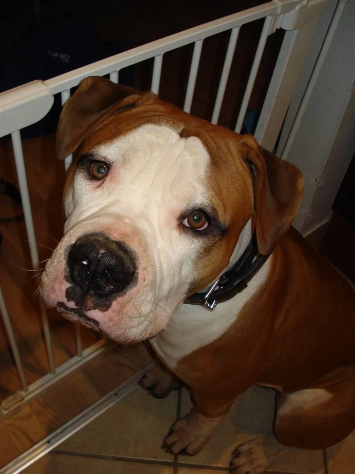 Amerikansk bulldog - ABO's Kenzo billede 18