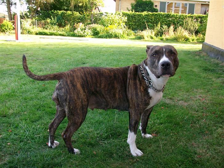 Amerikansk staffordshire terrier Zia billede 4