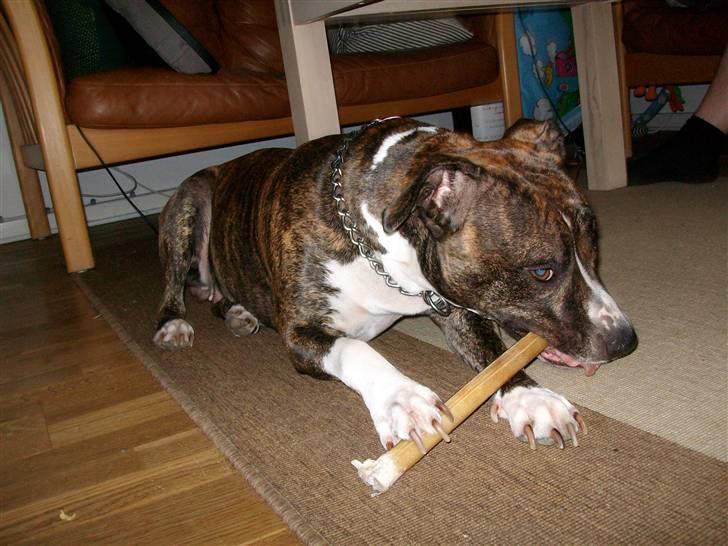 Amerikansk staffordshire terrier Zia - Mmm .. :-D billede 6