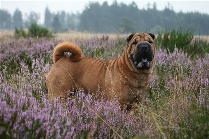 Shar pei Micha billede 1