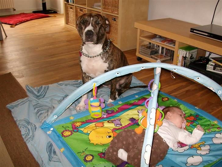 Amerikansk staffordshire terrier Zia - Zia passer godt på vores datter Ida Cecilie :) billede 7