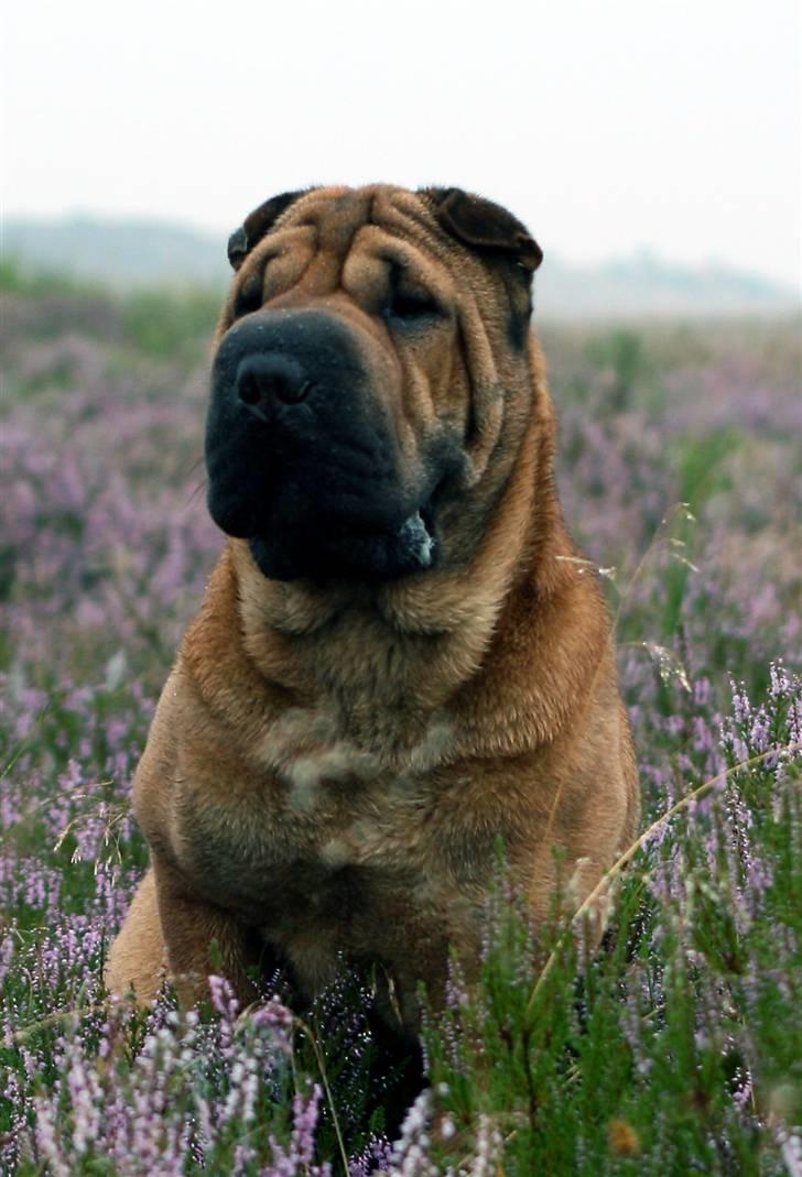 Shar pei Micha billede 2