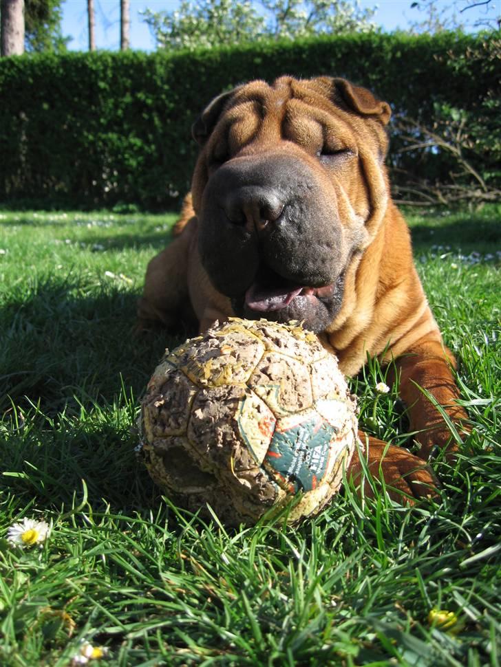 Shar pei Micha billede 3