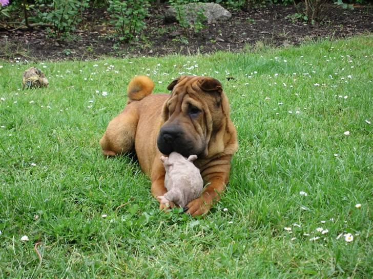 Shar pei Micha billede 4