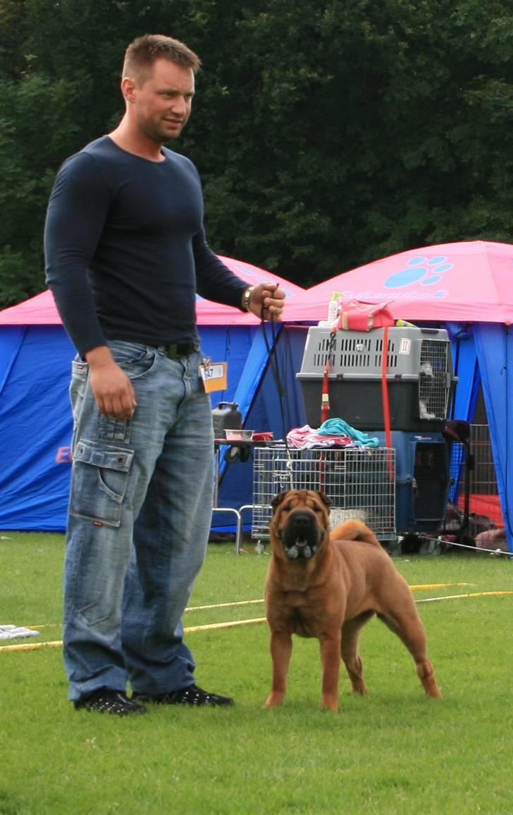 Shar pei Micha billede 5