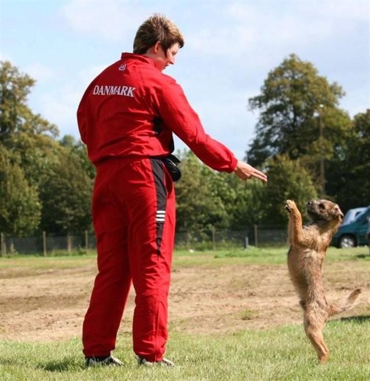 Border terrier Echo - 9 måneder - en flot udførelse af "hands-up" billede 17