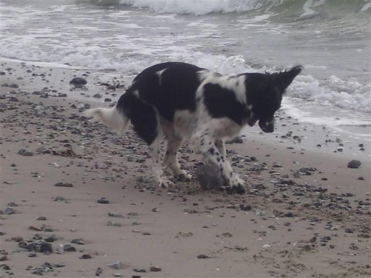 Blanding af racer Donna - Elsker at være på stranden, der sker så meget c",) billede 3