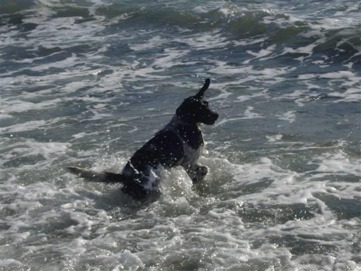 Blanding af racer Donna - Jeg ELSKER Havet... c",) billede 4