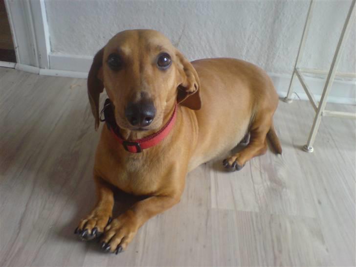 Gravhund Anni  - Hej med jer.. billede 1