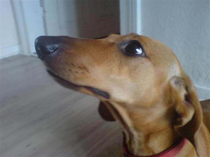 Gravhund Anni  - Giv mig nu den spegepølse!!! Bebe.. billede 2