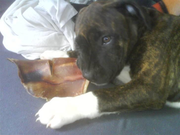 Amerikansk staffordshire terrier Jasmine - #1.  billede 1