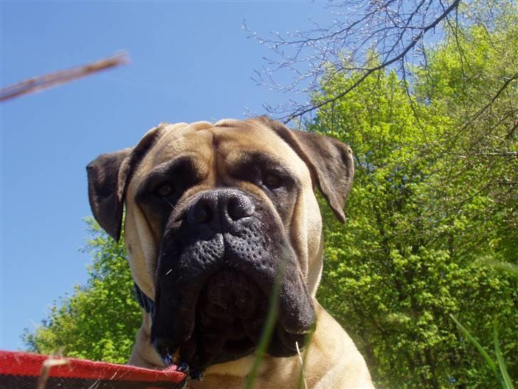 Bullmastiff Lulu billede 1