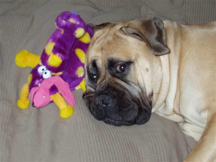 Bullmastiff Lulu billede 2