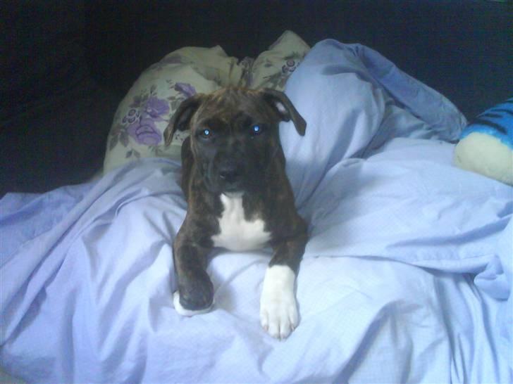 Amerikansk staffordshire terrier Jasmine - #2.  billede 2