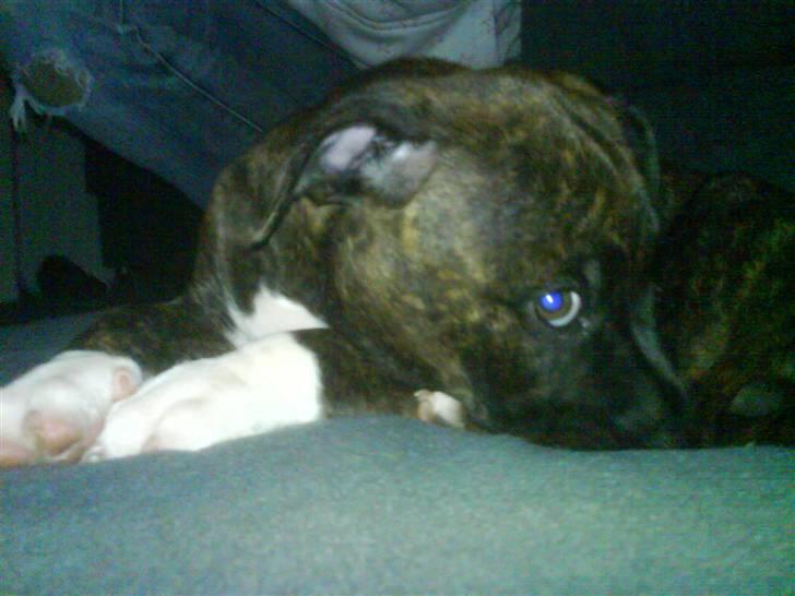 Amerikansk staffordshire terrier Jasmine - #3.  billede 3