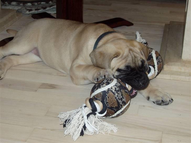 Bullmastiff Lulu billede 3