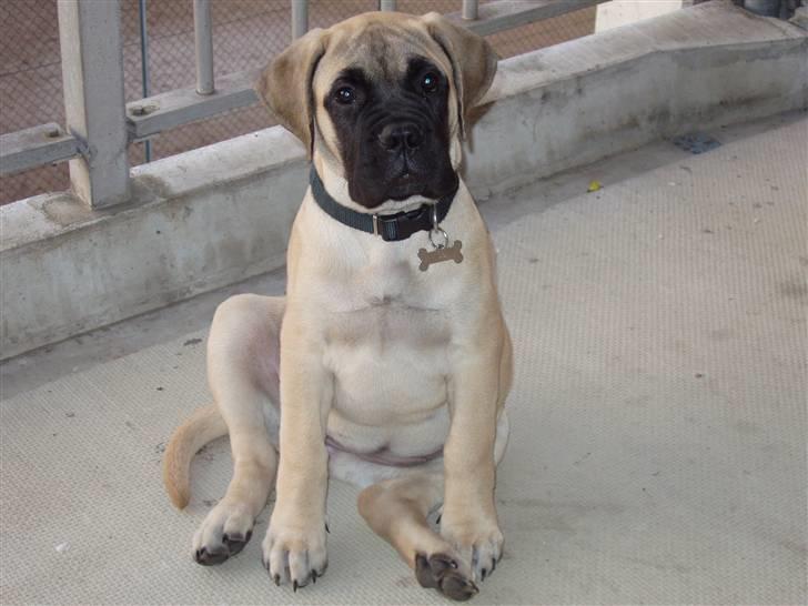 Bullmastiff Lulu billede 4