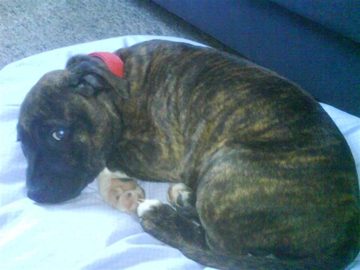 Amerikansk staffordshire terrier Jasmine - #4.  billede 4