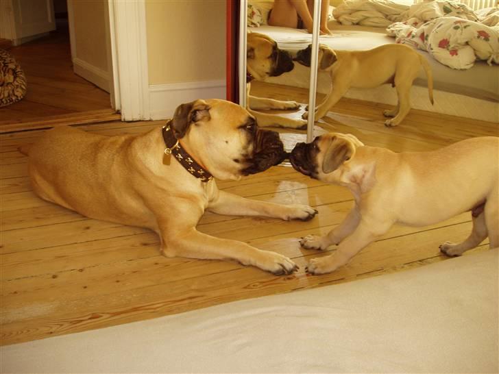 Bullmastiff Lulu billede 5