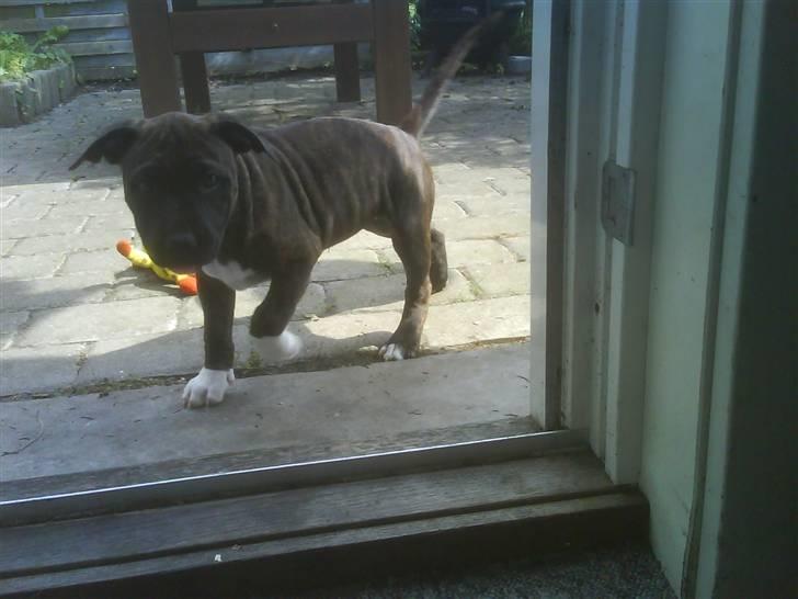 Amerikansk staffordshire terrier Jasmine - #5.  billede 5