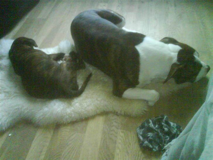 Amerikansk staffordshire terrier Jasmine - #6. billede 6