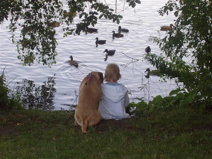 Bullmastiff Lulu billede 6