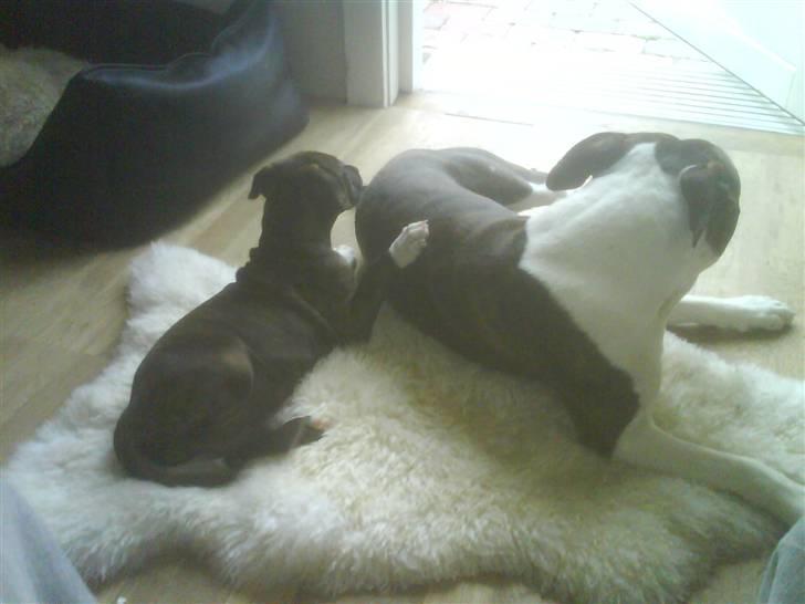 Amerikansk staffordshire terrier Jasmine - #7.  billede 7