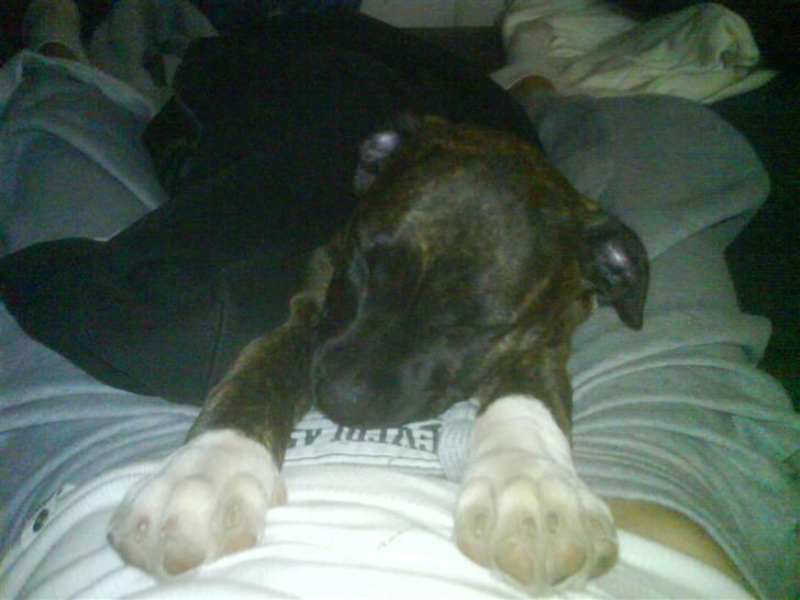 Amerikansk staffordshire terrier Jasmine - #8. billede 8