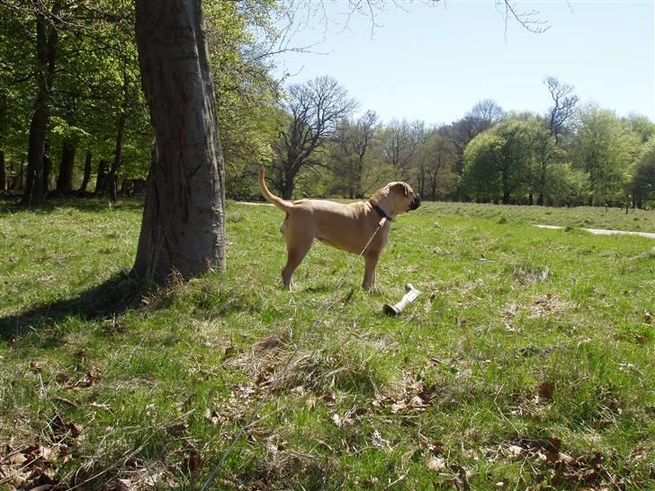 Bullmastiff Lulu billede 7