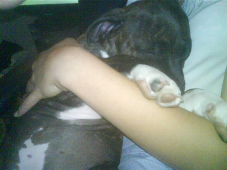 Amerikansk staffordshire terrier Jasmine - #9. billede 9