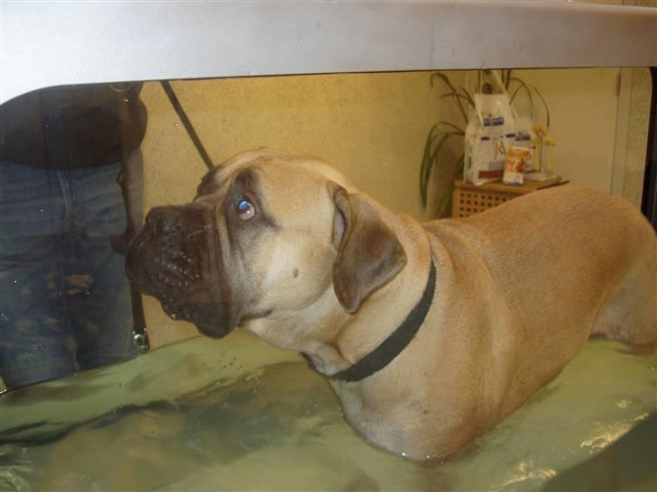 Bullmastiff Lulu billede 8
