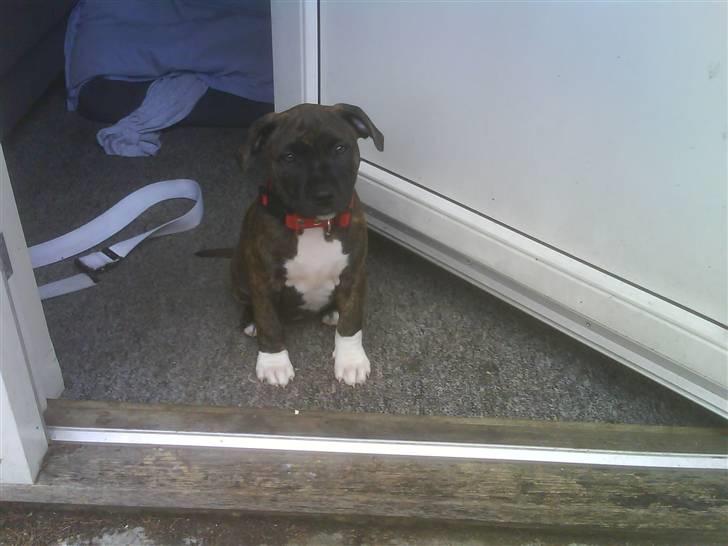 Amerikansk staffordshire terrier Jasmine - #10.  billede 10