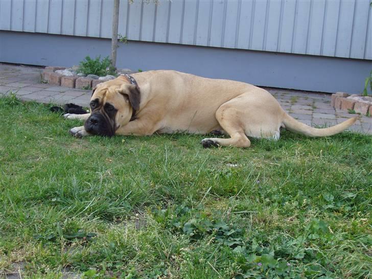 Bullmastiff Lulu billede 9