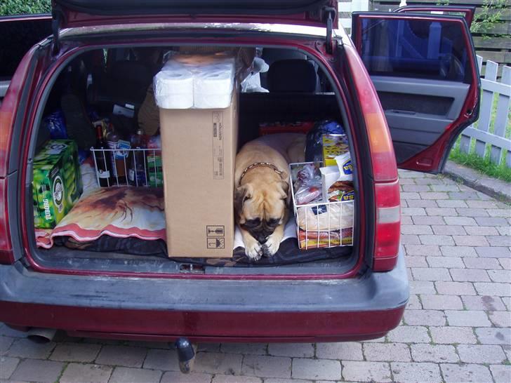 Bullmastiff Lulu billede 10