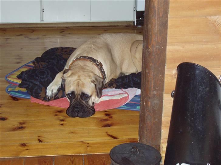 Bullmastiff Lulu billede 11